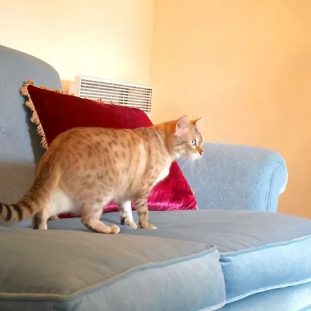 L'arbre D'ange 3* Montmorillon